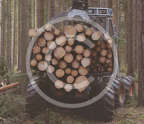 timbers_img.jpg